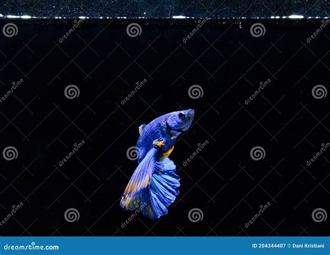 Beautiful Blue Betta Fish Swims In Aquarium Stock Image Image Of Cute