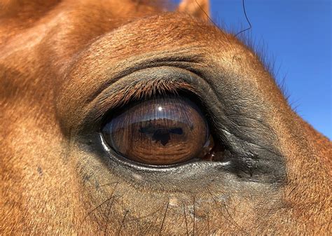 Horse Eye Look Free Photo On Pixabay Pixabay
