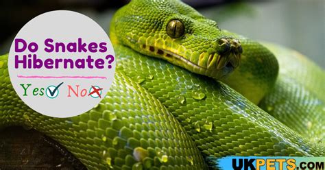 6 Mind Blowing Snake Hibernation Facts Ukpets