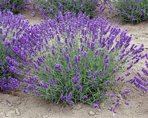 User Login Lavender Plant Plants Growing Lavender