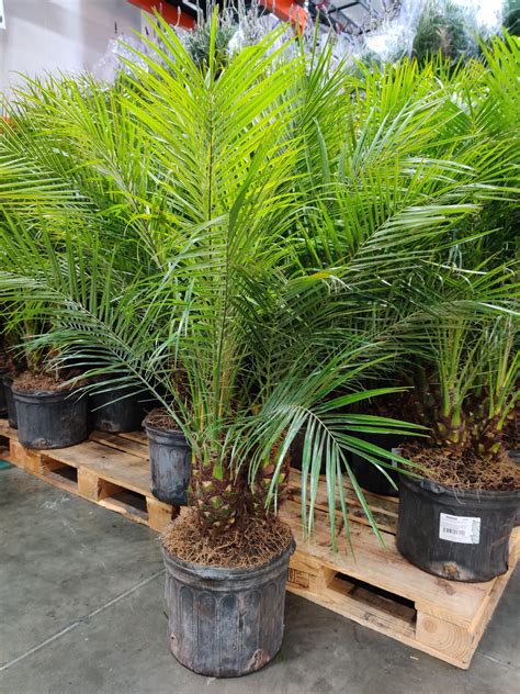 Impulse Bought This Pygmy Date Palm Phoenix Roebelenii At Costco It