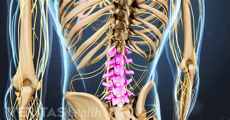 Lumbar Spine Anatomy and Pain