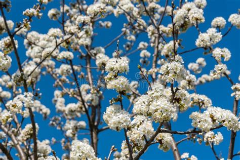 Cherry Tree Branches With White Flowers In Spring Stock Photo Image