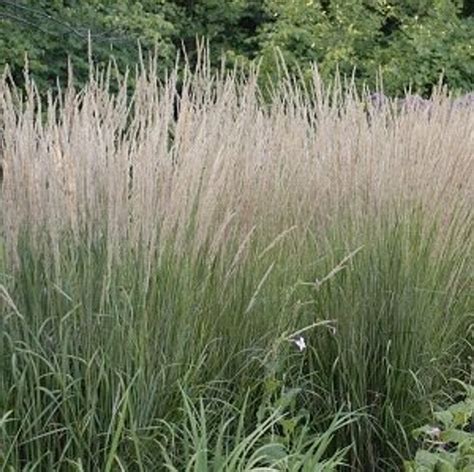 Karl Foerster Feather Reed Ornamental Grass