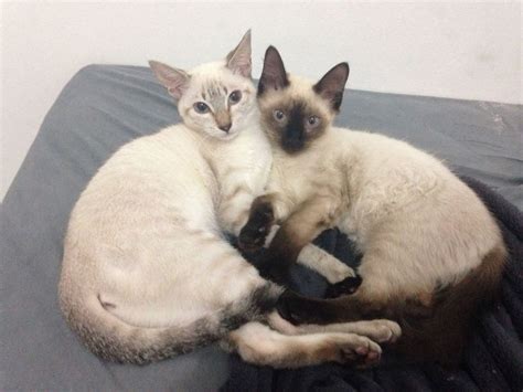 17 Mejores Amigos Gatitos Que Harán Que Tu Corazón Explote De Felicidad Gatos Bonitos Gatito