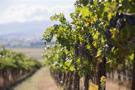 Growing Idaho Wine Country Beckons With Close Proximity To Utah