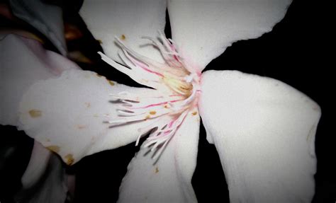 De noche una flor Imagen & Foto | naturaleza, flores Fotos de fotocommunity