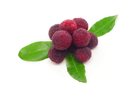 Waxberries 흰색 바탕에 그림자와 과일에 대한 스톡 사진 및 기타 이미지 과일 날것 녹색 Istock