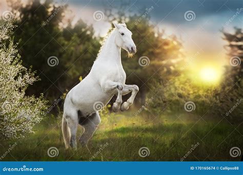 Horse Rearing Up At Sunset Stock Photo Image Of Farm 170165674