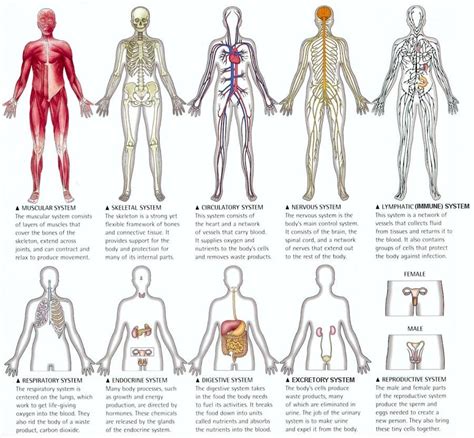 11 Body Systems Diagram Anatomy Body System