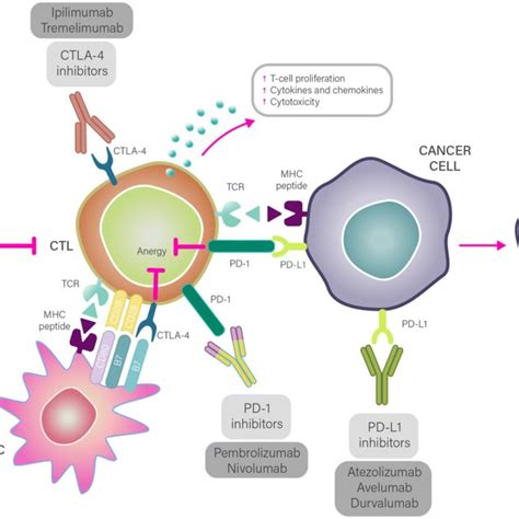 Mechanisms Of Immune Checkpoint Blockade Therapy Legend Cancer Cells