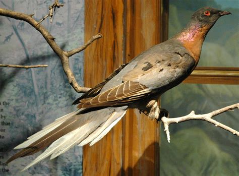 Passenger Pigeons Are A Shocking Story Of Extinction Business Insider