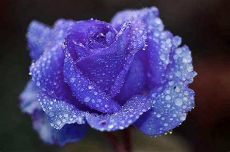 Free Images Nature Blossom Dew Flower Purple Petal Bloom