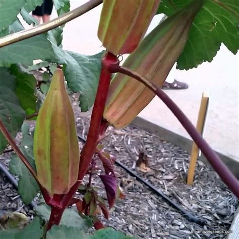 Heirloom Hill Country Red Okra Seeds The Amazing Seeds