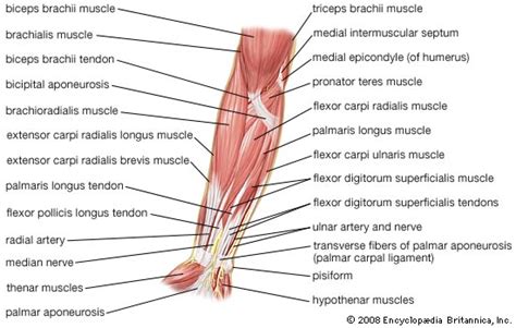 Straining Forward Anatomy And Physiology Mink And Human Muscle