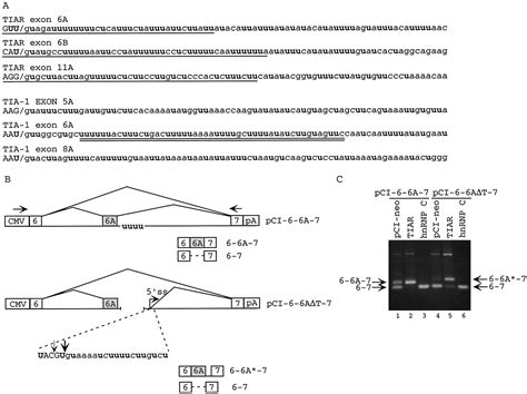 Tia 1 And Tiar Activate Splicing Of Alternative Exons With Weak 5