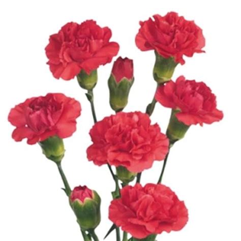 Use these carnation flower clipart. Carnation flower clipart 20 free Cliparts | Download ...