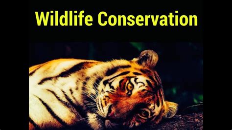 What Is Wildlife Conservation Importance Of Wildlife Conservation I