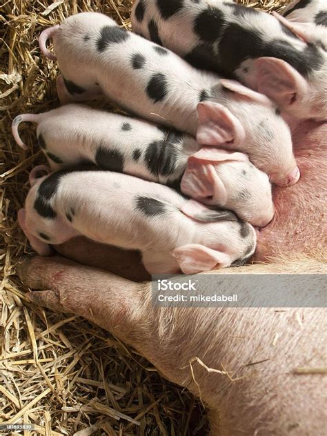 A Gloucester Old Spot Sow With New Born Piglets Stock Image Everypixel