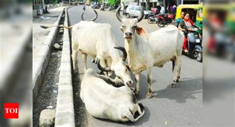 Haryana Haryana To Rid Roads Of Stray Bulls With Sex Selection