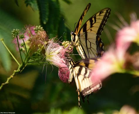 A Pair Of Eastern Tiger Swallowtails Invertebrate Swallowtail Eastern