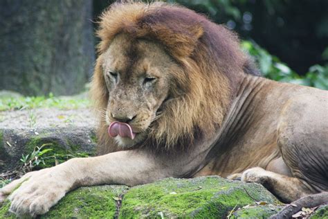 Zoo Animals 1 Free Photo Download Freeimages