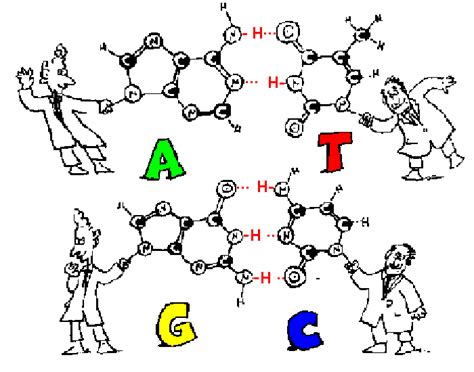 Each strand of the helix is a chain of nucleotides. Topic 2.6: Structure of DNA and RNA - AMAZING WORLD OF SCIENCE WITH MR. GREEN