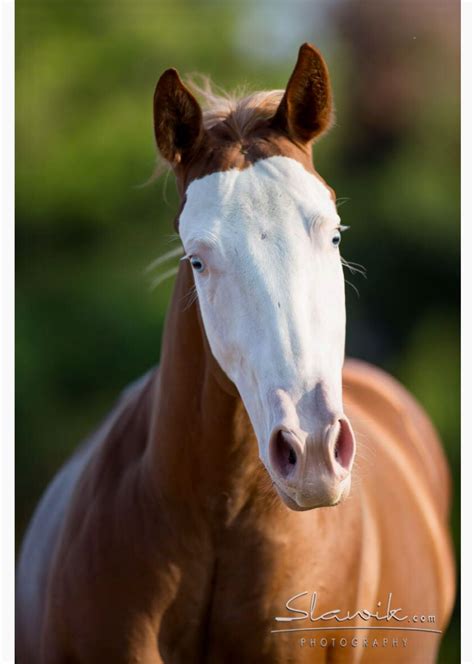 Striking Chestnut Bald Faced Horse With Blue Eyes Horses Quarter