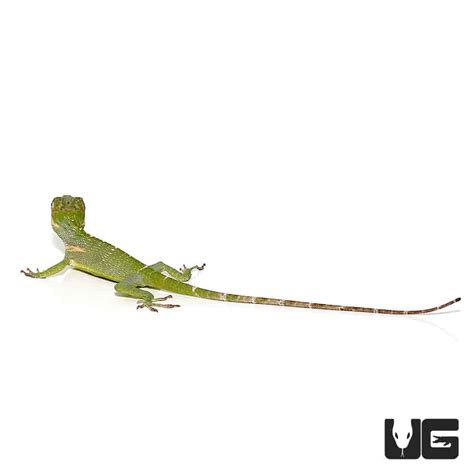 Baby Cuban Knight Anoles Anolis Equestris For Sale Underground Reptiles