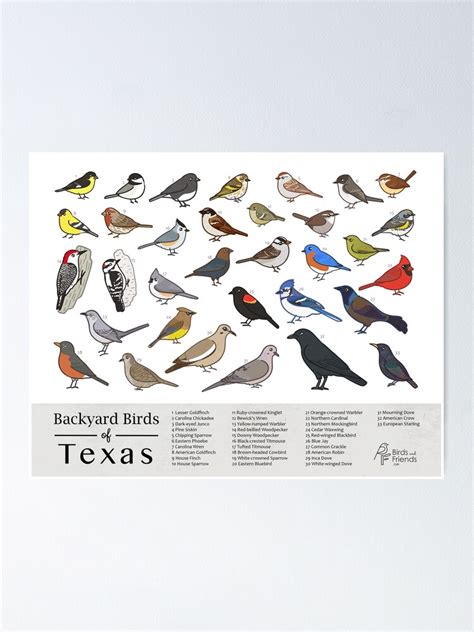 Texas Backyard Birds Of Texas Field Guide Print Bird Art Print