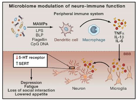 Microbiome Modulation Of Neuro Immune Function Download Scientific