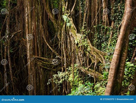 Tropical Rainforest Or Jungle With Trees And Lianas Stock Photo Image