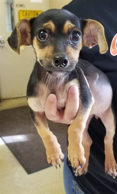 Tuna the chiweenie is an internet celebrity known for his charming looks, specifically an adorable overbite. Chiweenie dog for Adoption in Littleton, CO. ADN-824768 on PuppyFinder.com Gender: Female. Age ...