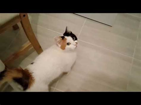 If the cat fails to mate during this period, the cycle repeats itself after a gap of two to three weeks. Female cat in heat meows to male outside - YouTube