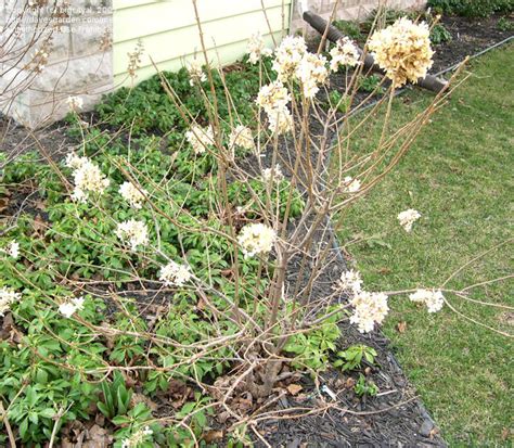 I purchased one last year and kept it in a large planter all winter since i couldn't decide where i wanted it in my front yard landscape. PlantFiles Pictures: Panicle Hydrangea, Tree Hydrangea ...