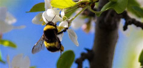 Bumble Bees Archives Do It Yourself Pest Control Free