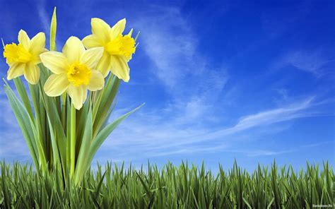 Daffodils Wallpapers Top Free Daffodils Backgrounds Wallpaperaccess