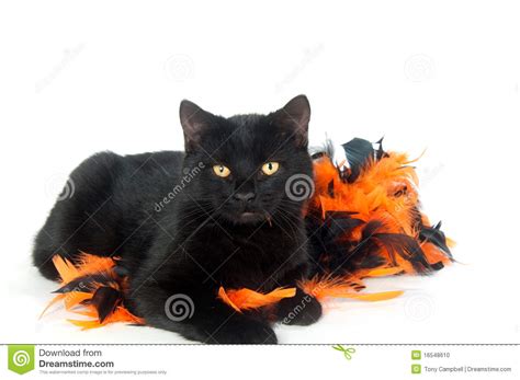 Black Cat With Halloween Decorations Stock Photo Image