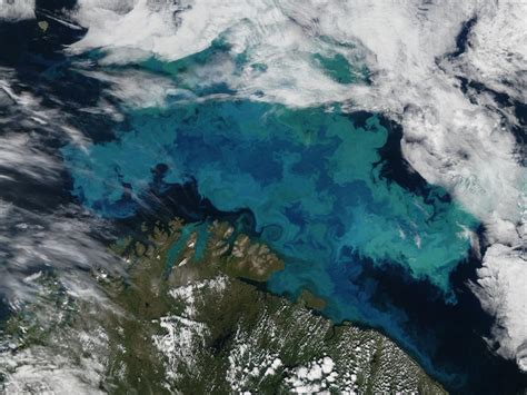 Geoengineering Phytoplankton Blooms Smithsonian Ocean