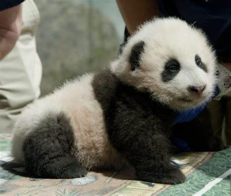 Good Morning Baby Panda Named Xiao Qi Ji Little Miracle Popville