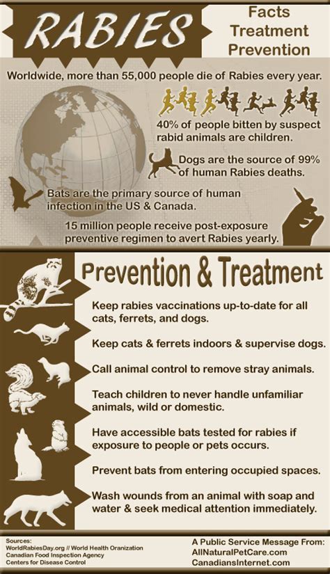 Rabies Facts, Treatment, and Prevention | Animal Health Center