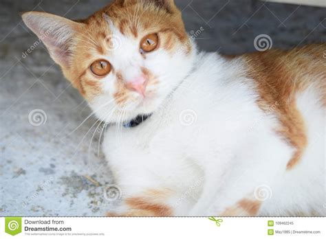 Brown Orange Tabby Cat Lying On The Floor Stock Image Image Of Cute