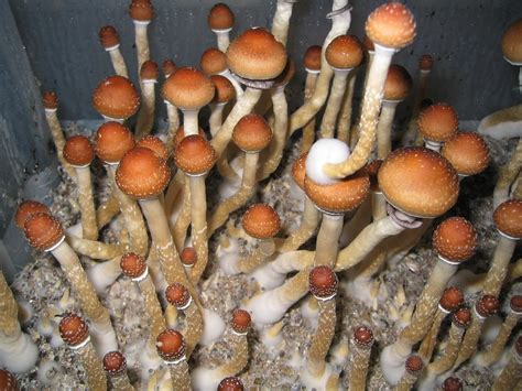 Magic Mushroom Pictures