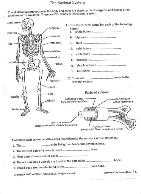 8 Best Images Of Skeletal System Worksheet 7th Grade 7th Grade Human Skeleton Label Worksheet