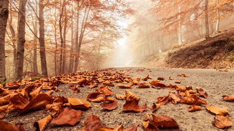 1920x1080 Misty Macro Trees Autumn Deciduous Leaves Nature Forest