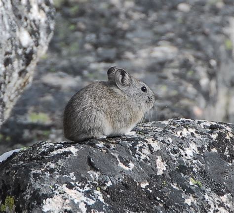 Large Eared Pika Ochotona Macrotis By Peterise Flickr Photo