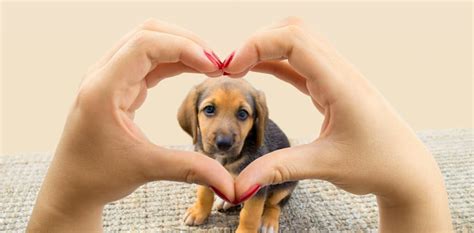 Does Your Dog Know You Love Him Or Her Heres How To Tell Canine