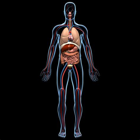Welcome to innerbody.com, a free educational resource for learning about human anatomy and physiology. Human Anatomy - MotionCow