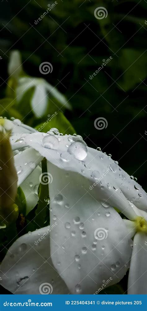 White Flower With Water Droplets Stock Image Image Of Background