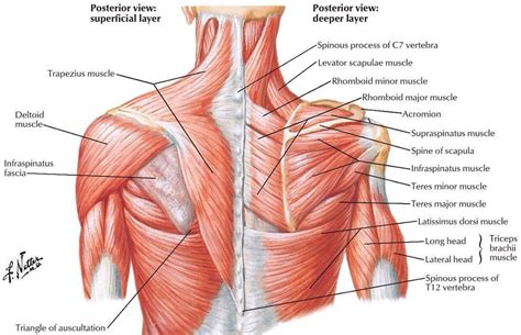 Back Neck And Shoulder Muscles
